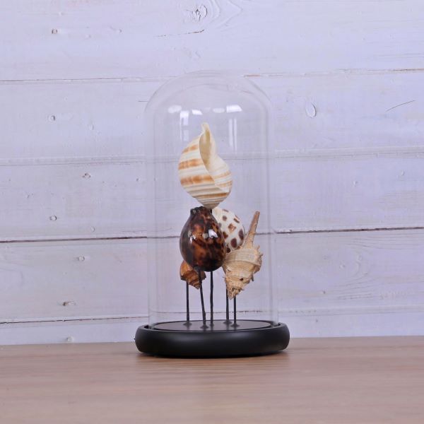 Bis Cloche Assort Shells