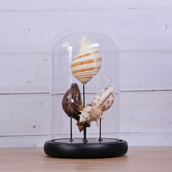 Bis Cloche Assort Shells