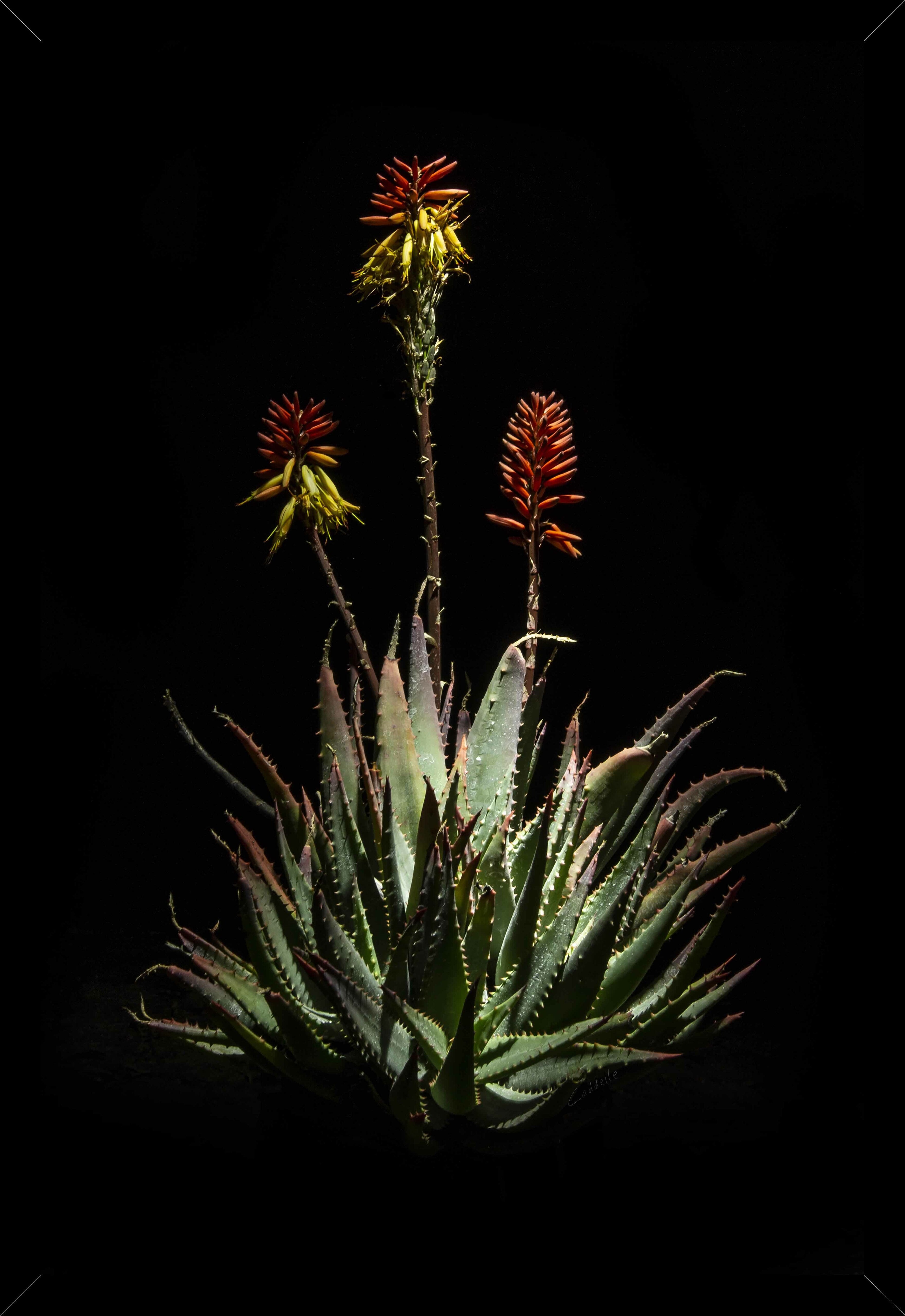Framed Canvas Aloe