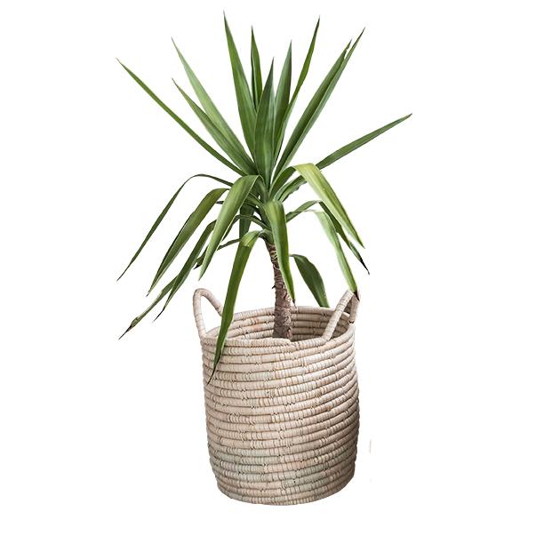 Ilala Basket