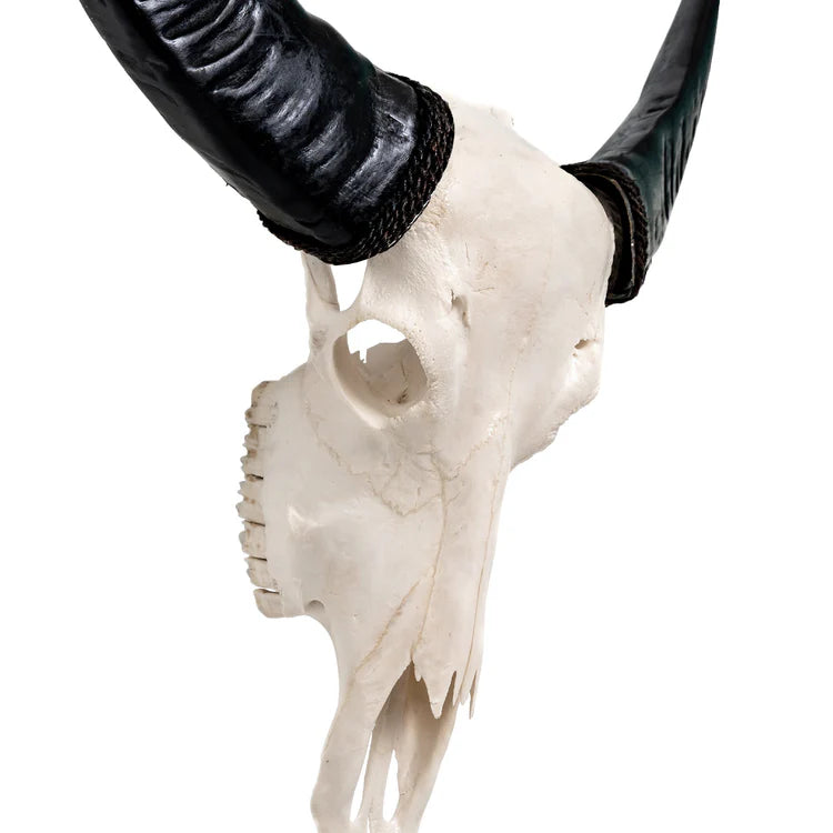 Copy of Raw Buffalo Skull