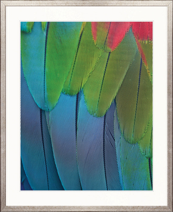 Exotic Feather III by Designer Boys