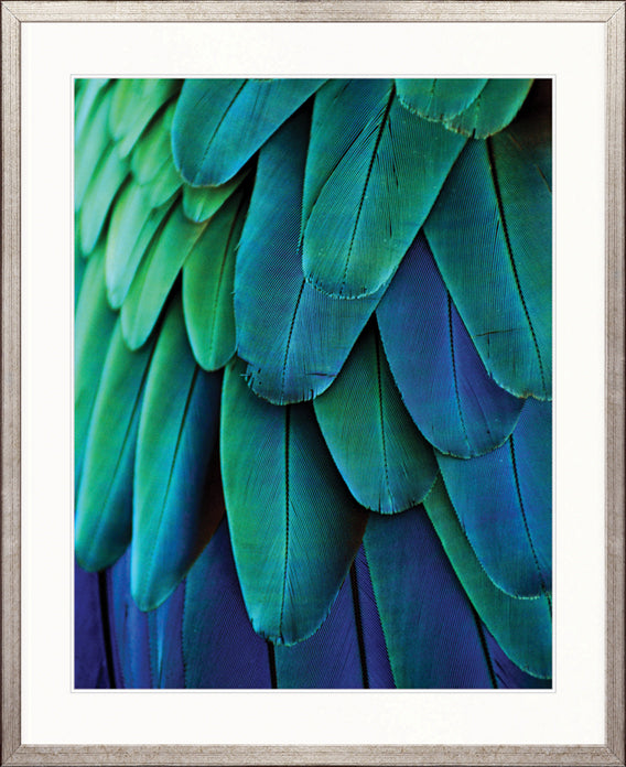 Exotic Feather IV by Designer Boys