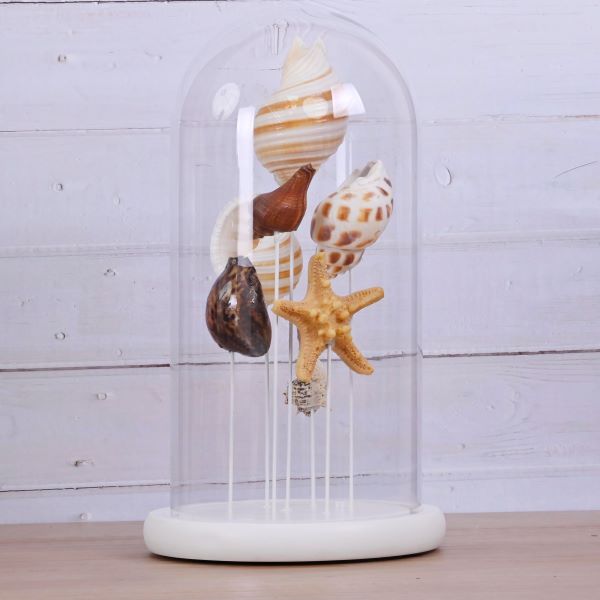 Bis Cloche Assort Shells Dome