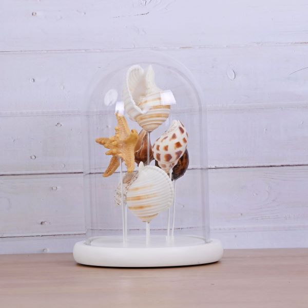 Bis Cloche Assort Shells Dome