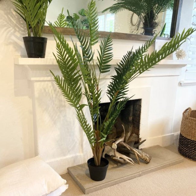 Fern Palm Tree