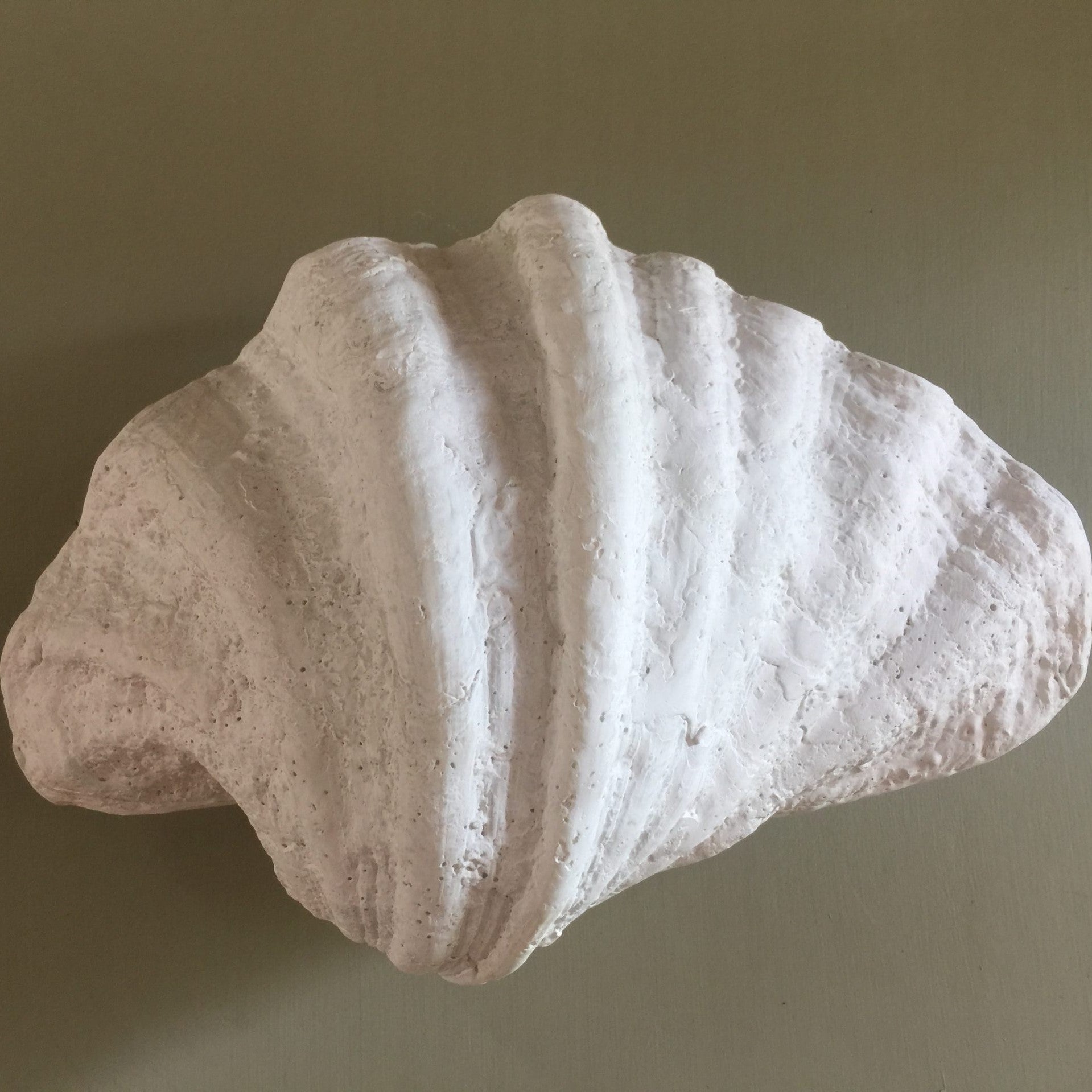 Fluted Shell Wall Sconce Pearl White