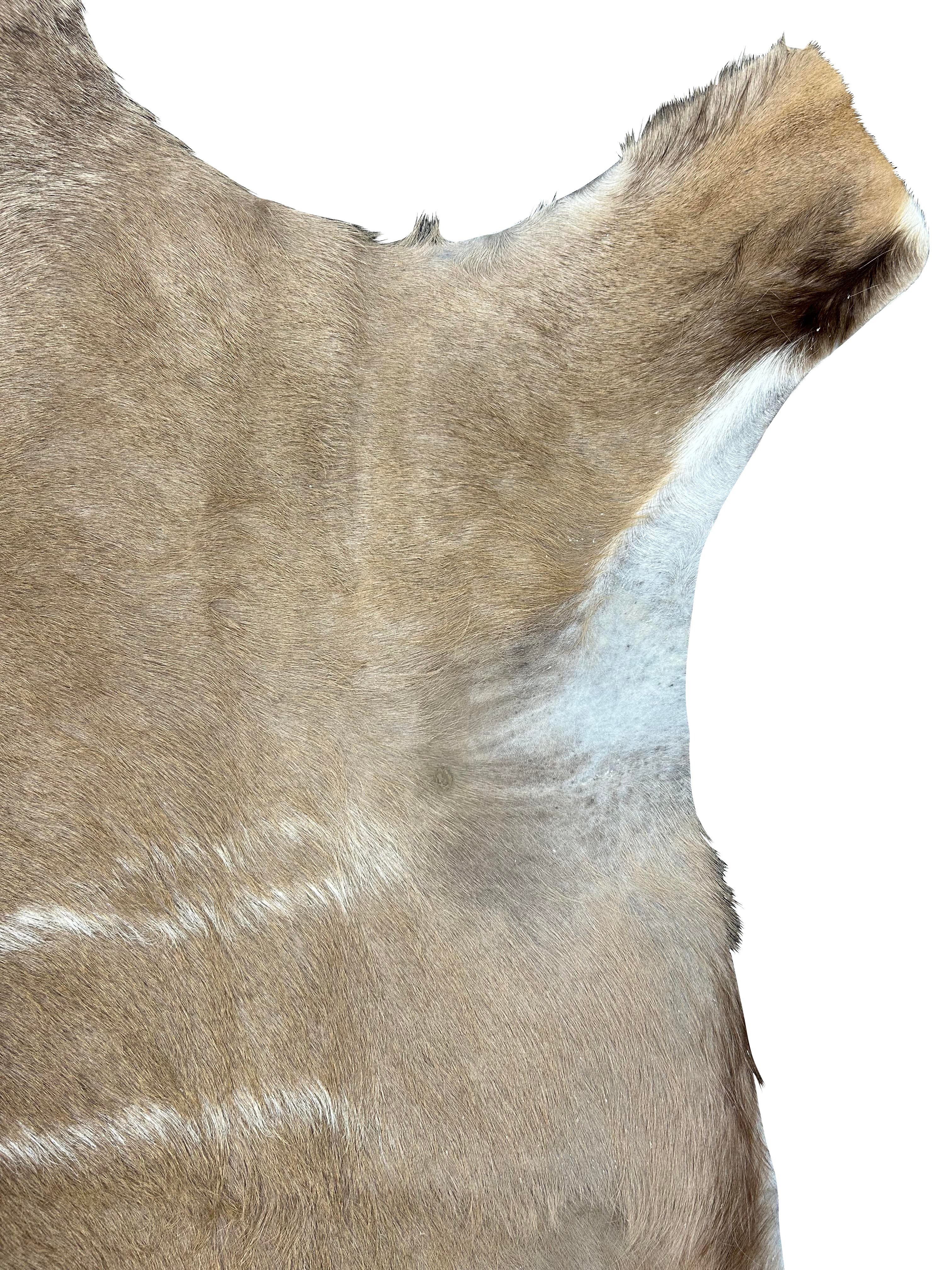 Kudu Hide Rug