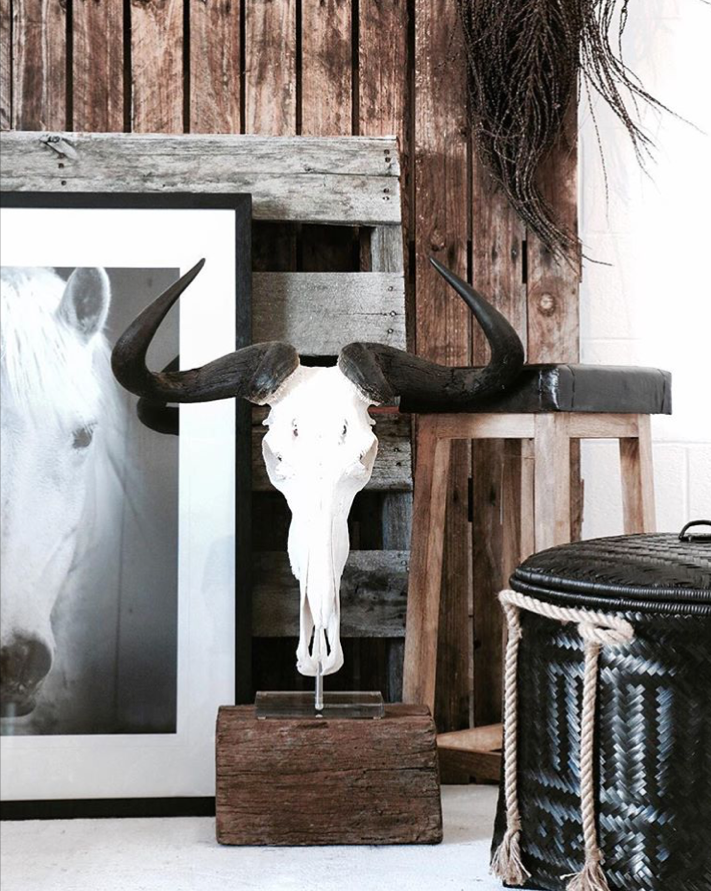 Raw Wildebeast Skull