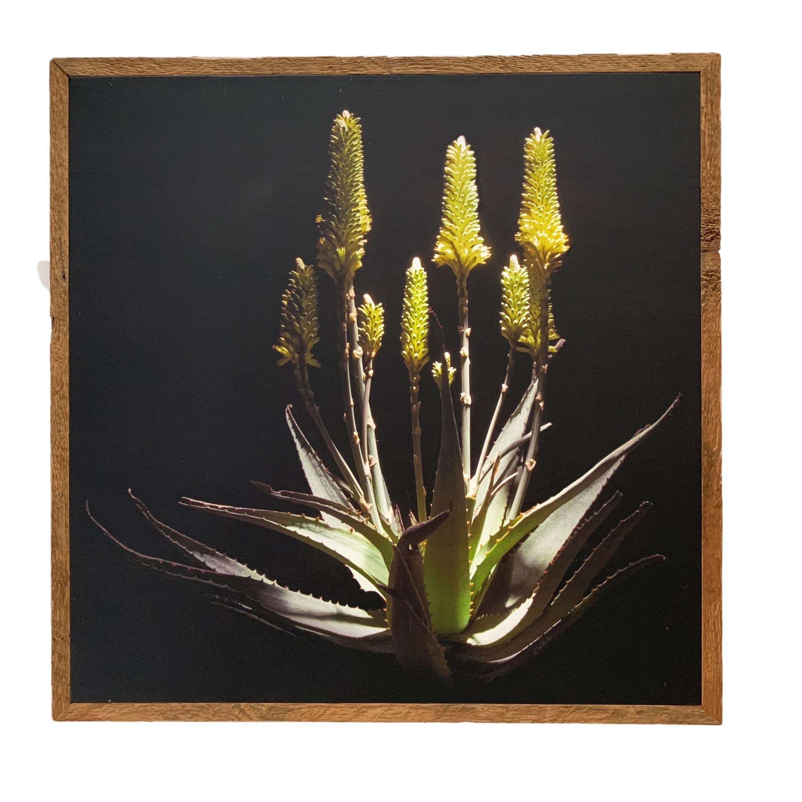 Ecologique Aloe Framed Canvas