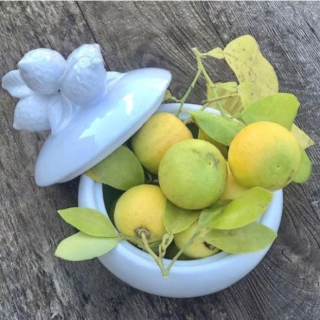 Mode Lemon Jar - Set of 2