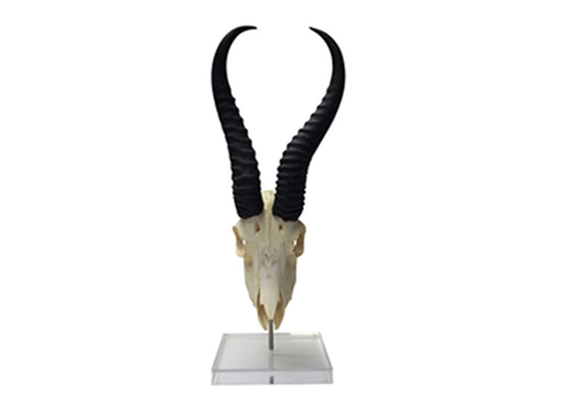 Mounted Oiled Springbok