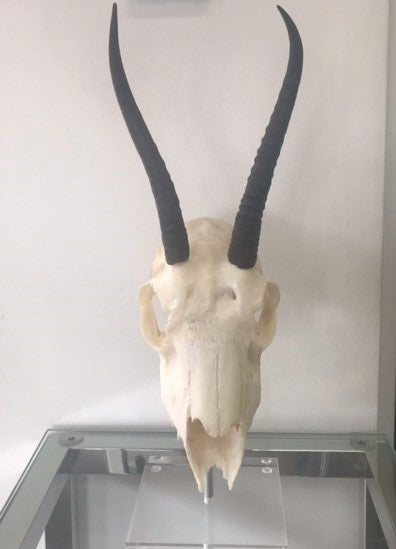 Mounted Oiled Springbok