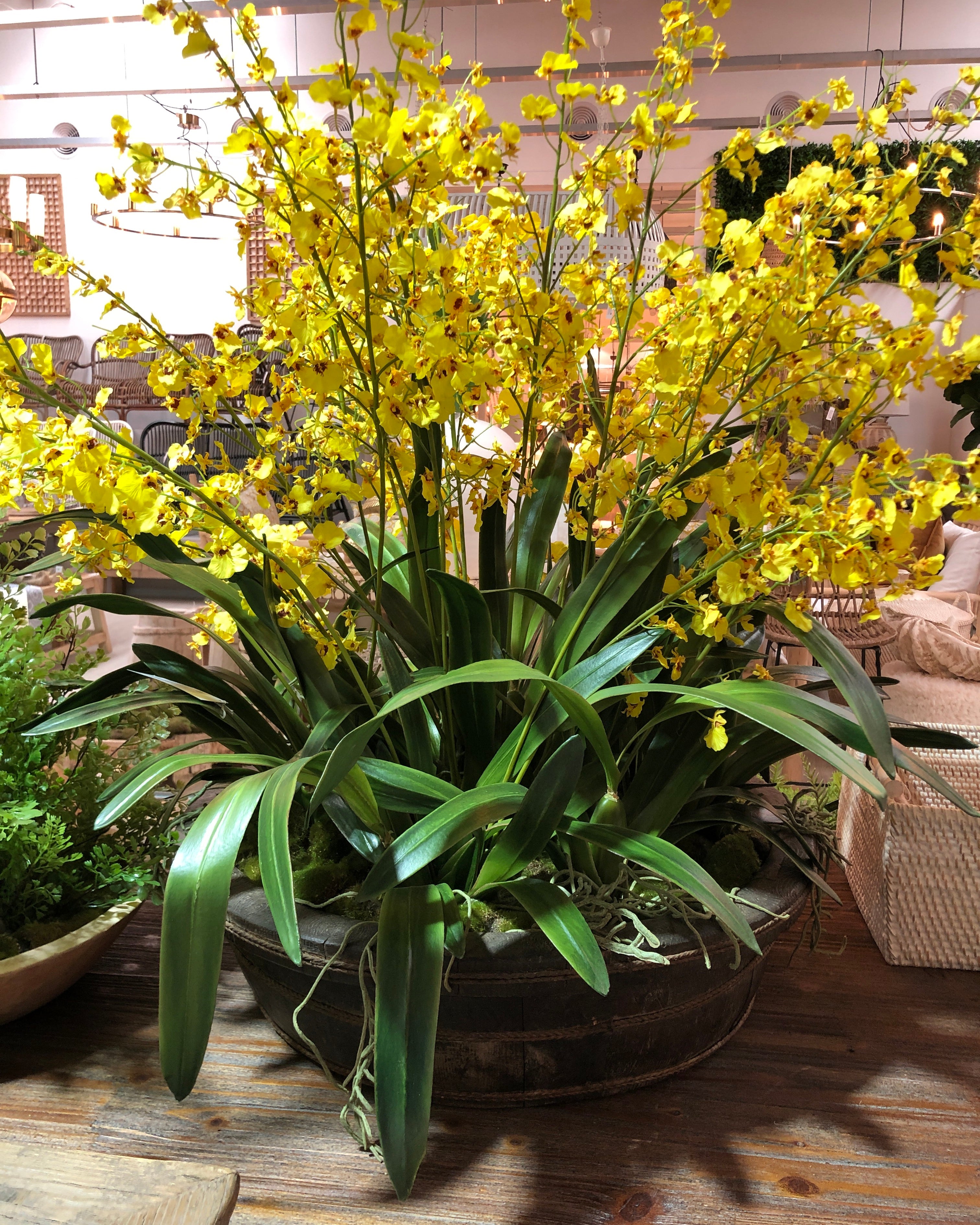 Ren Dancing Orchid Arrangement