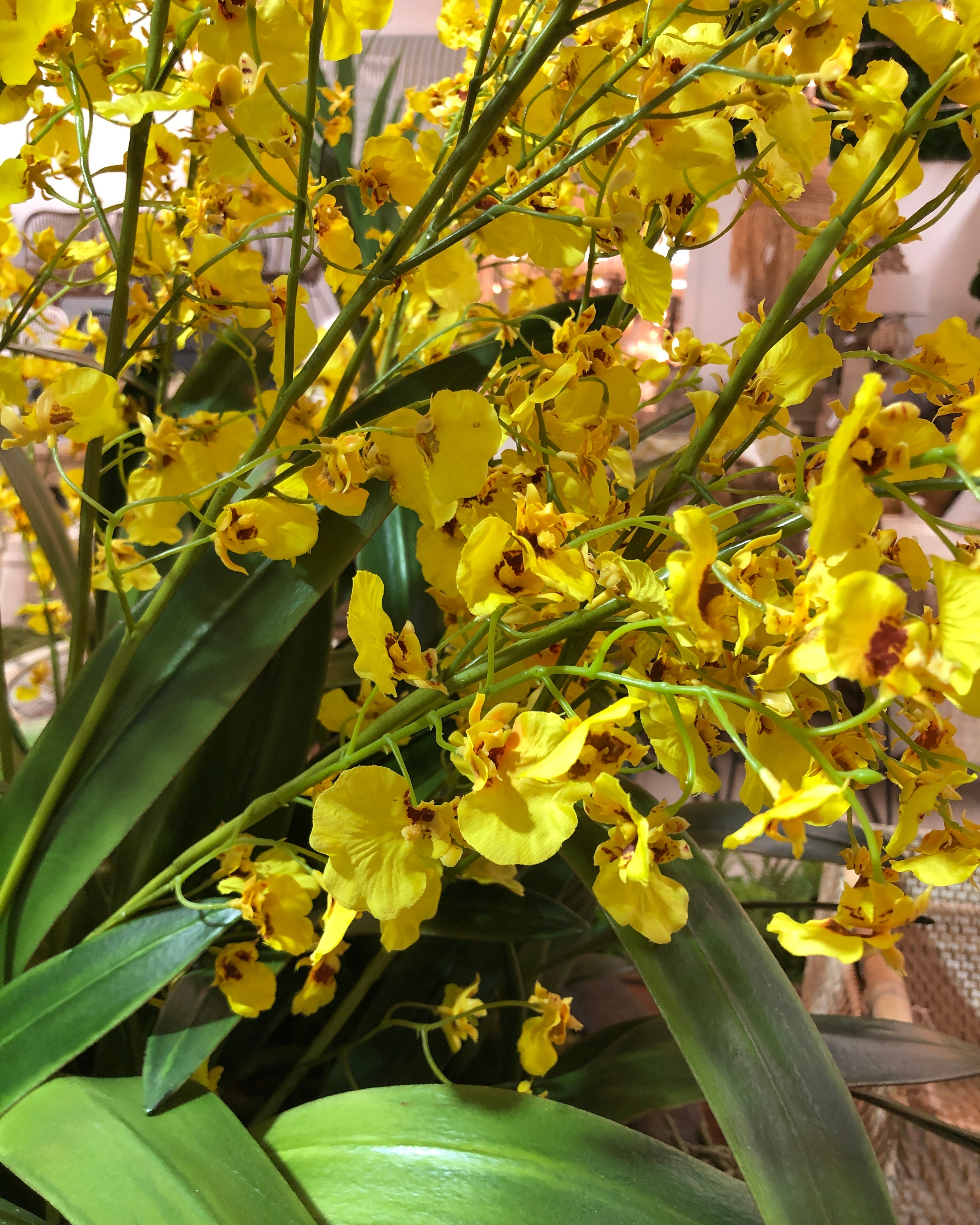 Ren Dancing Orchid Arrangement