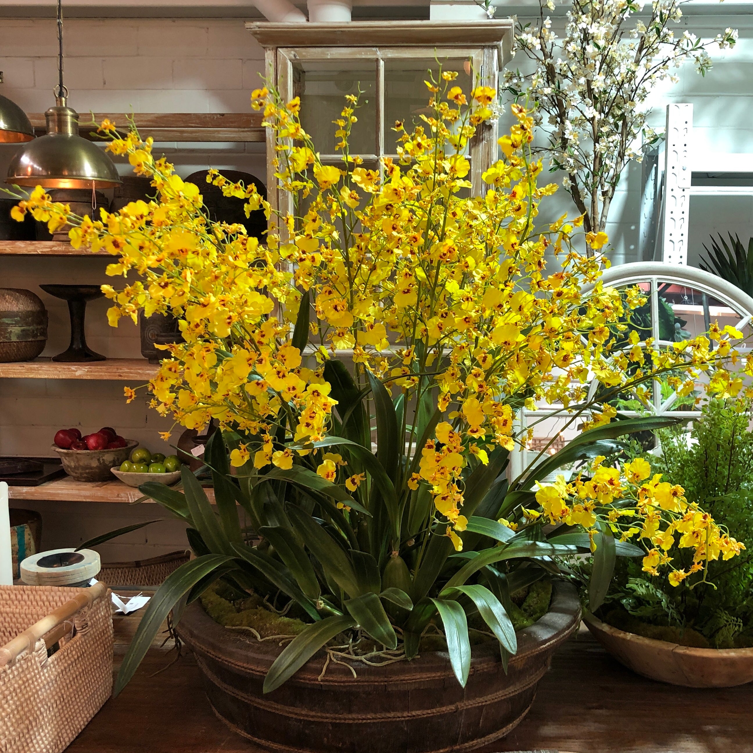 Ren Dancing Orchid Arrangement