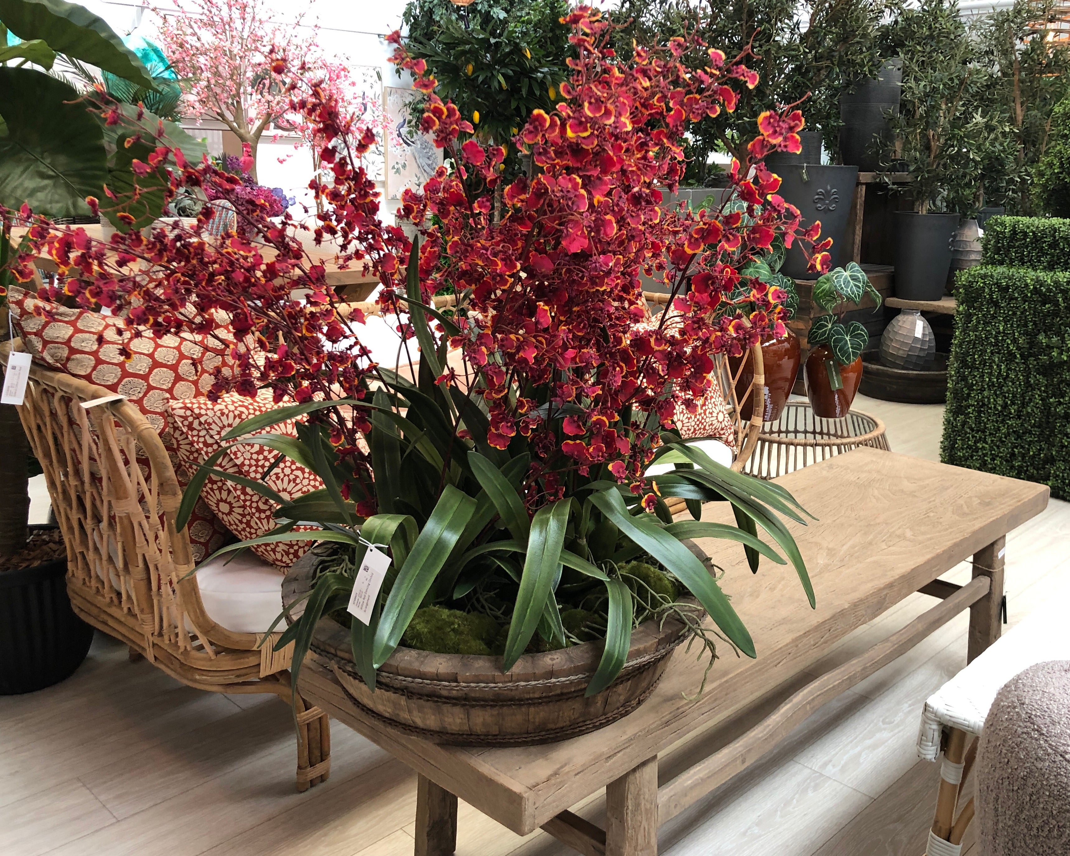 Red Dancing Orchid Cluster
