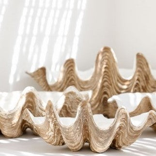 Clam Shell - Natural Look