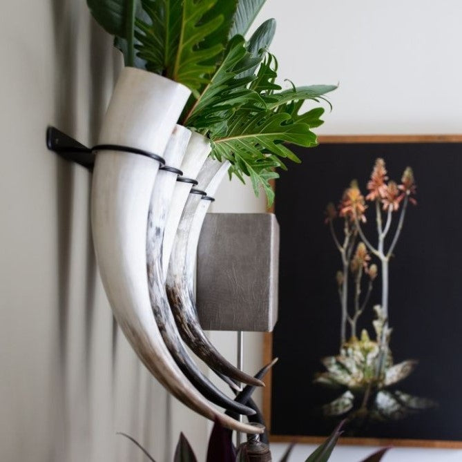 Africana Aloe Framed Canvas