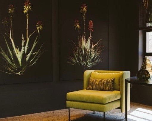 Flame Aloe Framed Canvas