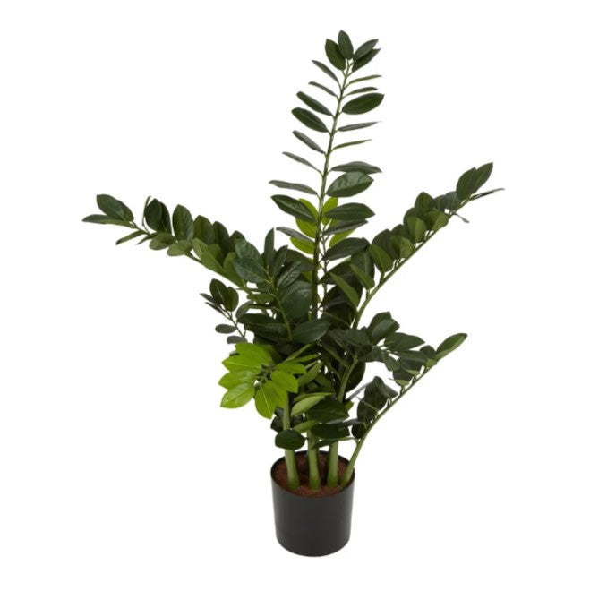 Smargago Plant