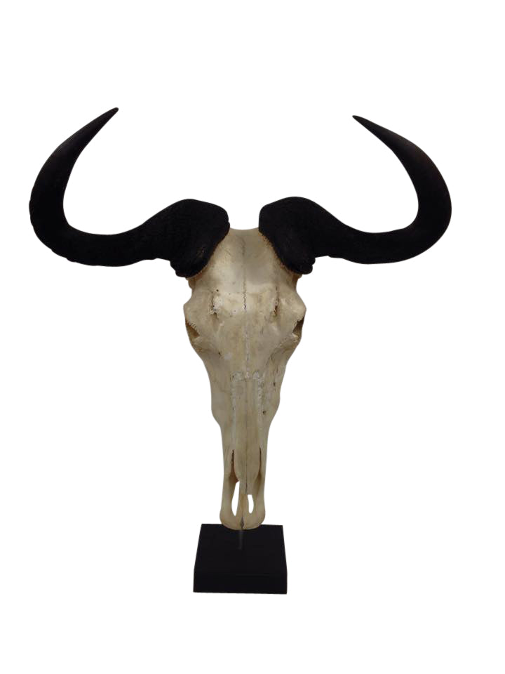 Raw Wildebeast Skull