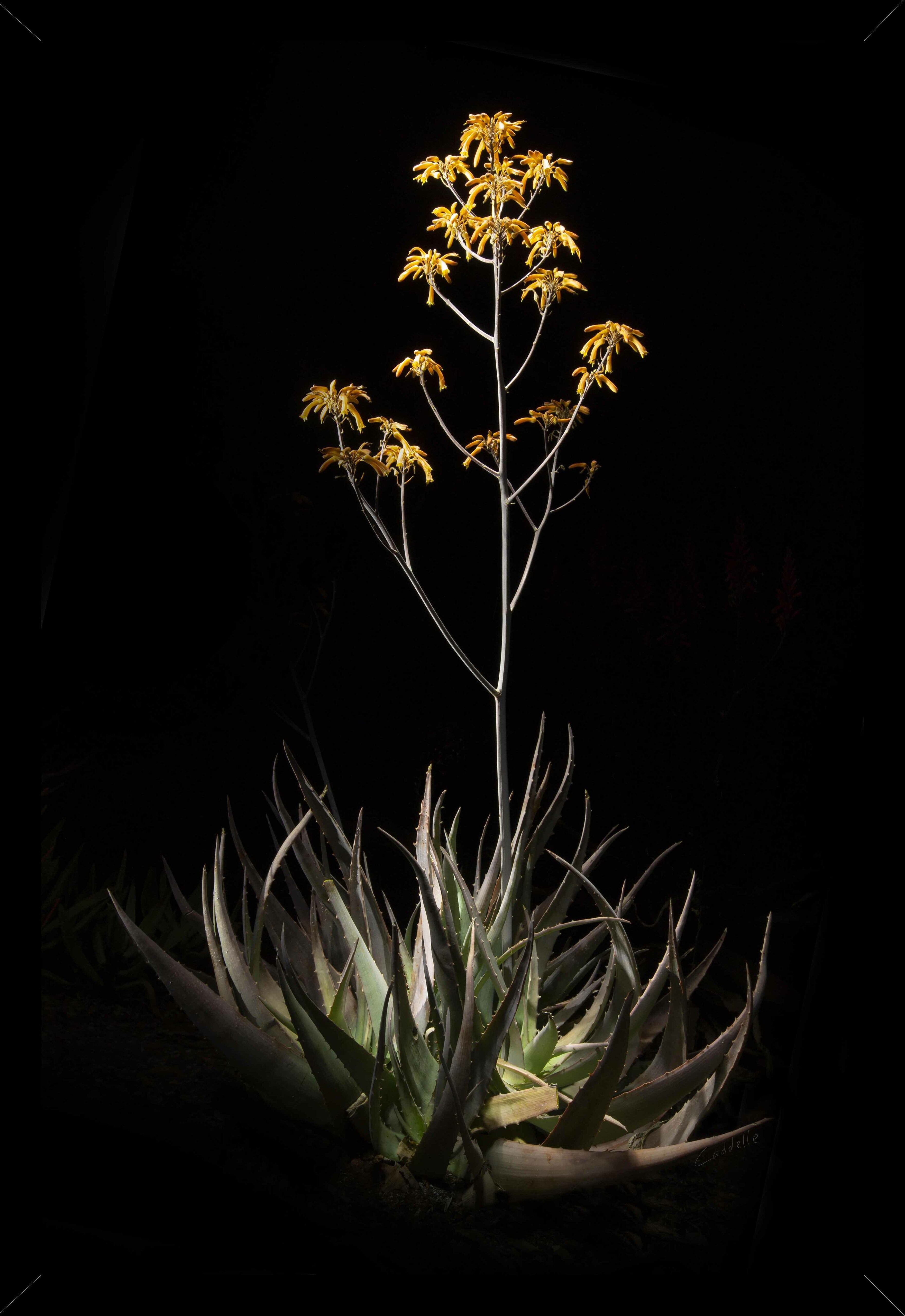 Framed Canvas Aloe