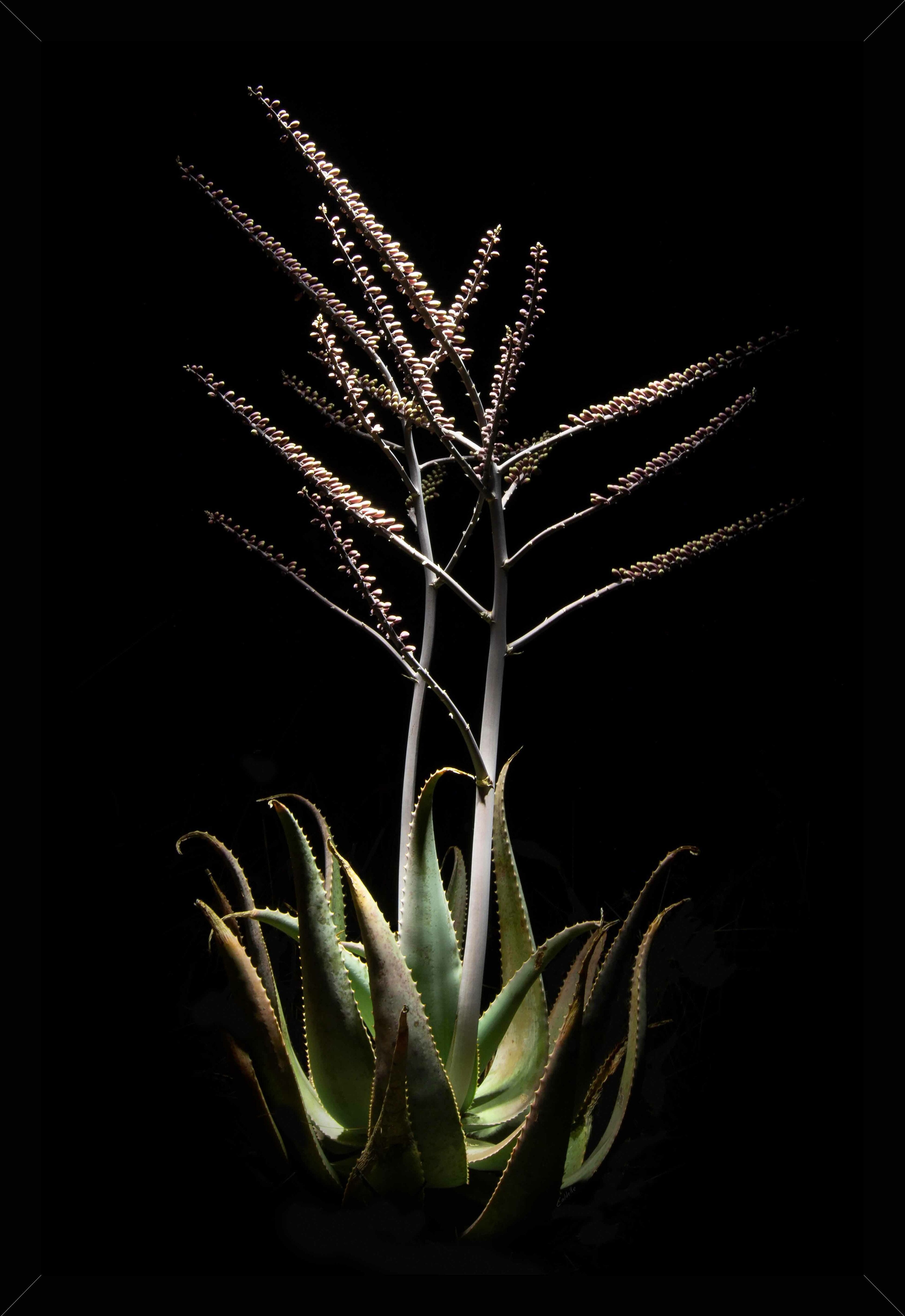 Framed Canvas Aloe