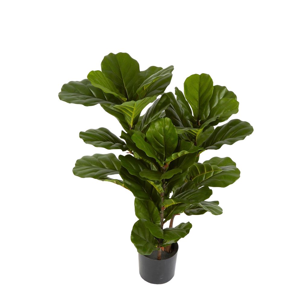 Fiddle Leaf Plant