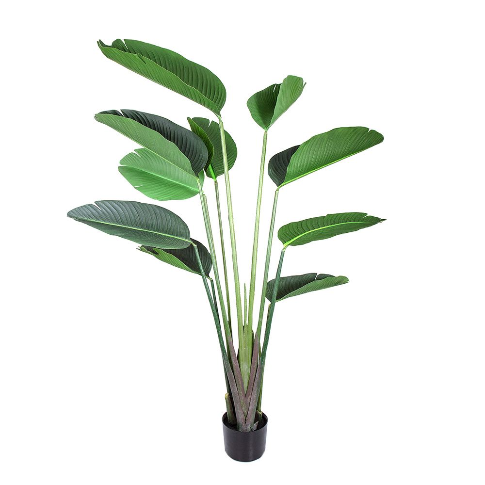Bird of Paradise Plant