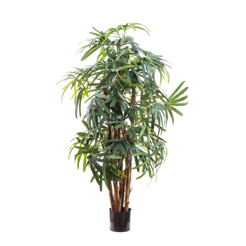 Raphis Palm Plant