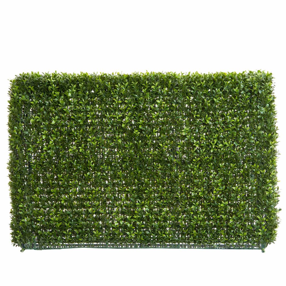 Boxhedge Plant