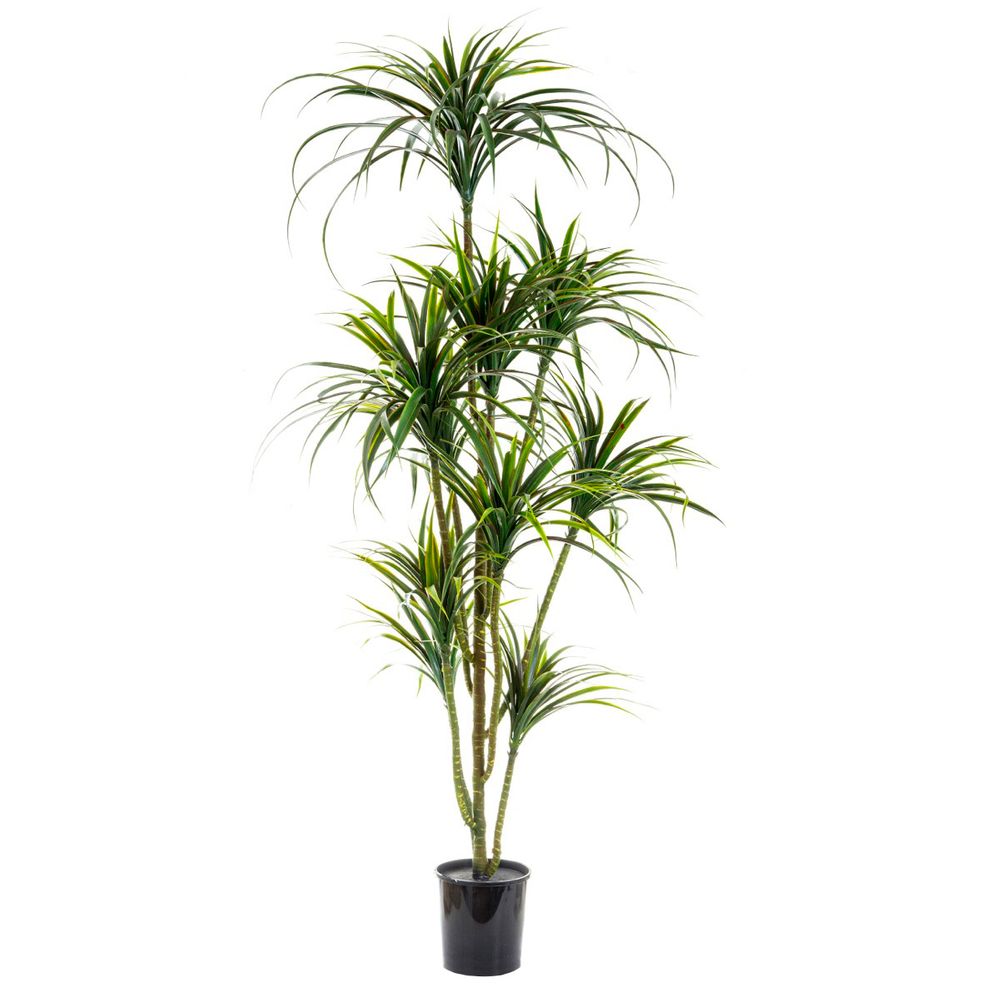 Yucca Plant