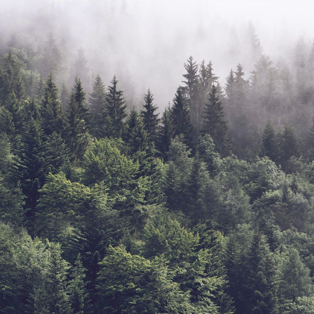 New Concept Moveable Wall Paper - Forest