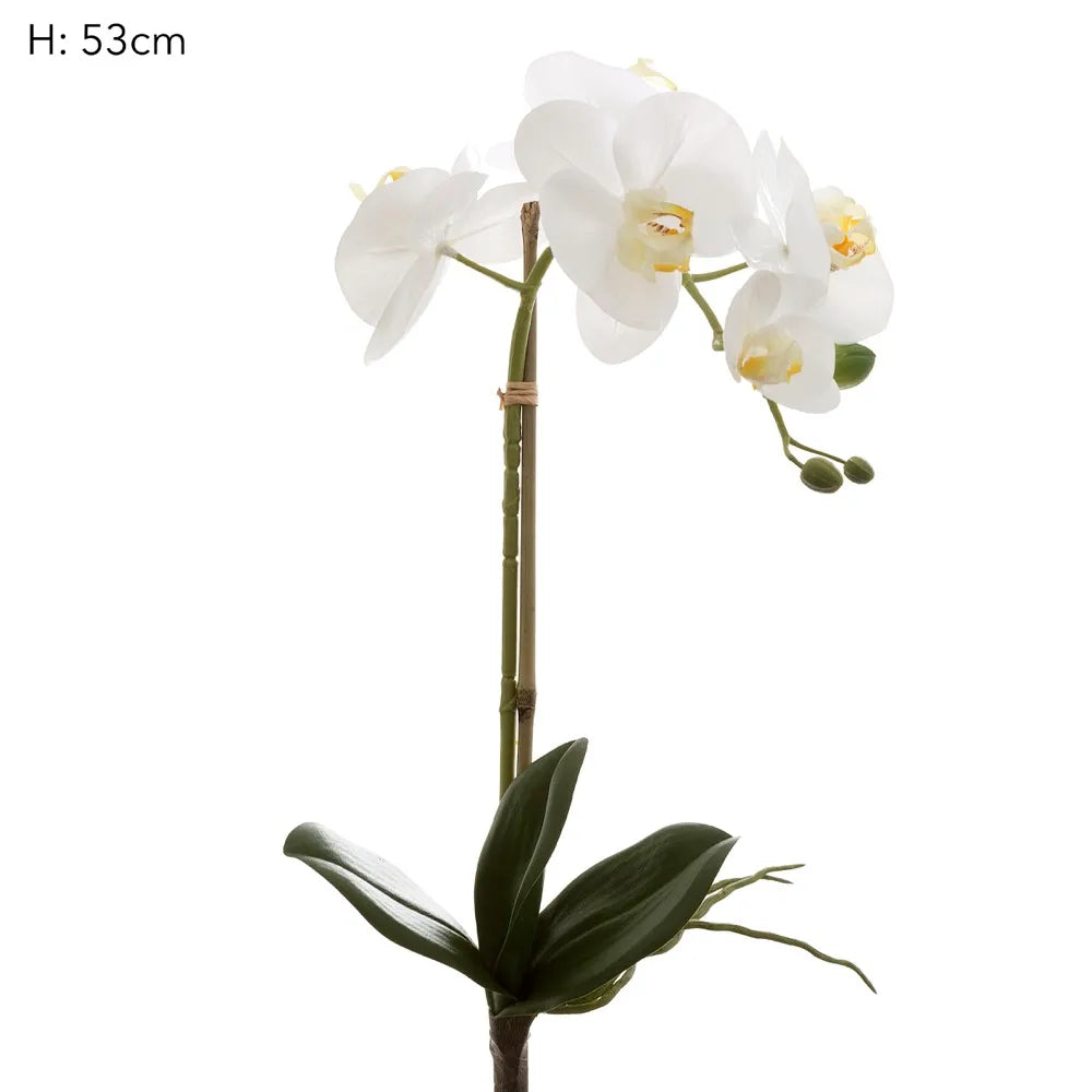 Phalaenopsis Orchid Stem