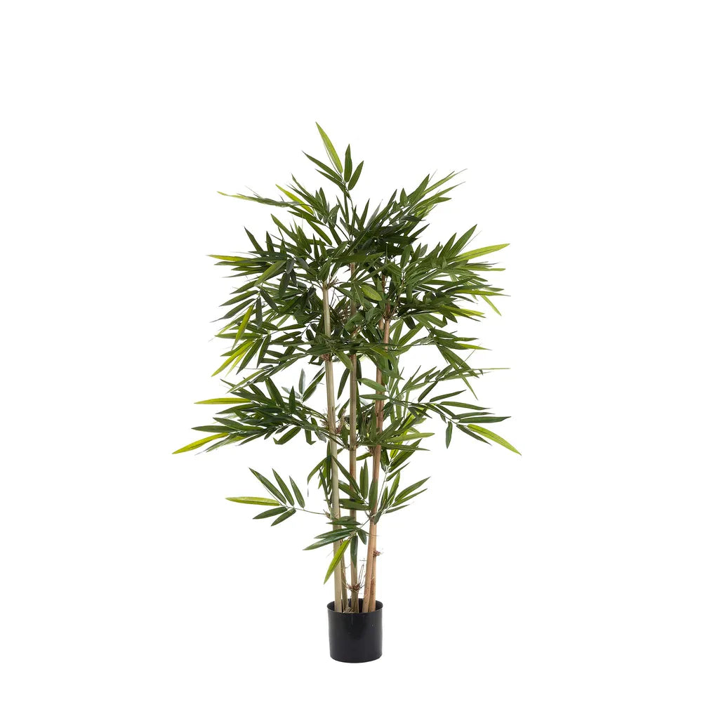 Bamboo Plant - 1.2m Tall