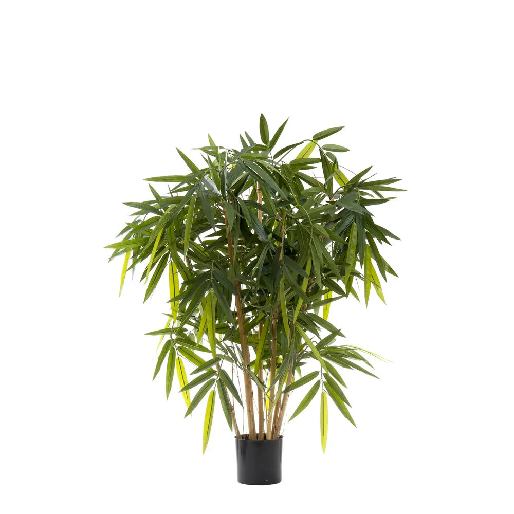 Bamboo Plant - 1.0m Tall