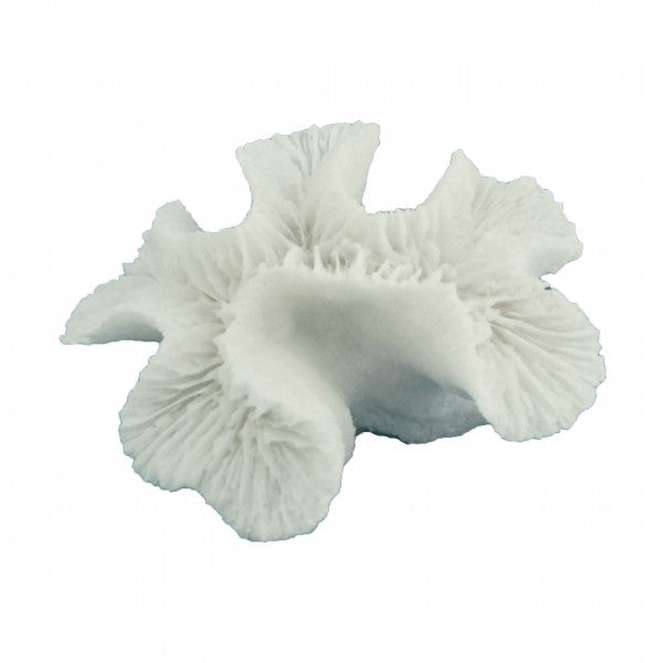 Cactus Coral